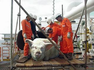 Organic pig launcher